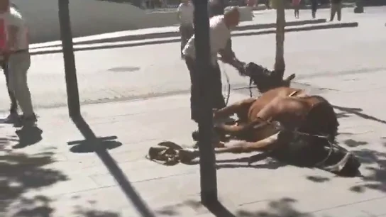 Acusan de maltrato a un cochero tras caer su caballo en Sevilla y se desata una violenta bronca en la calle Acusan de maltrato a un cochero tras caer su caballo en Sevilla y se desata una violenta bronca en la calle