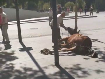 Acusan de maltrato a un cochero tras caer su caballo en Sevilla y se desata una violenta bronca en la calle Acusan de maltrato a un cochero tras caer su caballo en Sevilla y se desata una violenta bronca en la calle