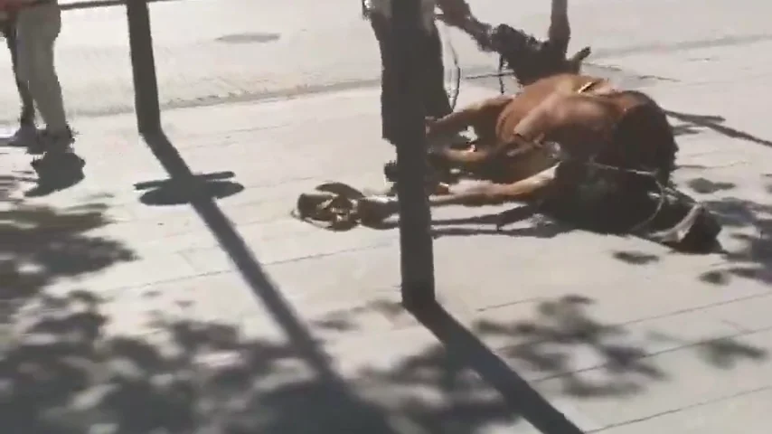 Acusan de maltrato a un cochero tras caer su caballo en Sevilla y se desata una violenta bronca en la calle