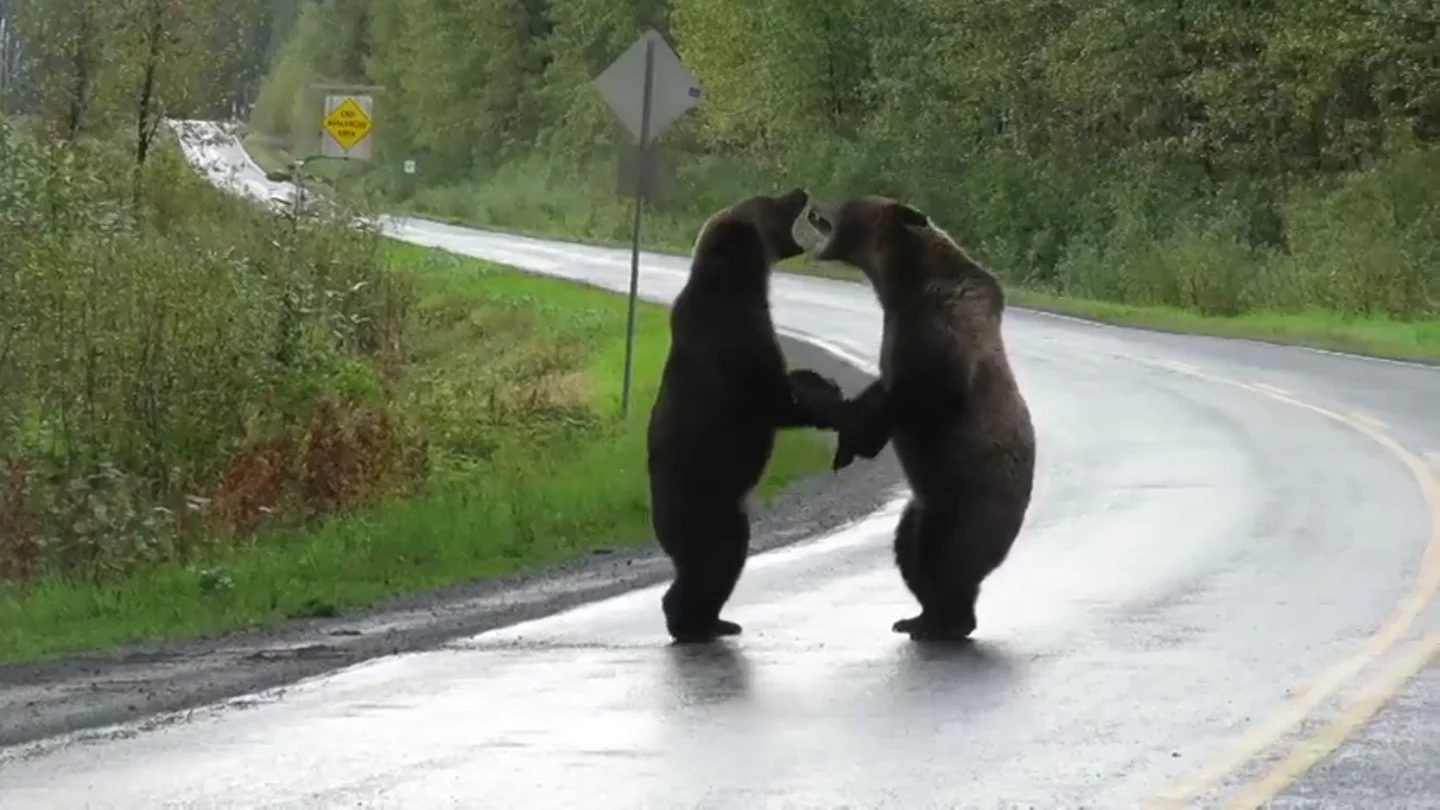 Una conductora graba una brutal pelea entre dos osos grizzli en una carretera Una conductora graba una brutal pelea entre dos osos grizzli en una carretera