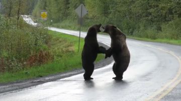 Una conductora graba una brutal pelea entre dos osos grizzli en una carretera