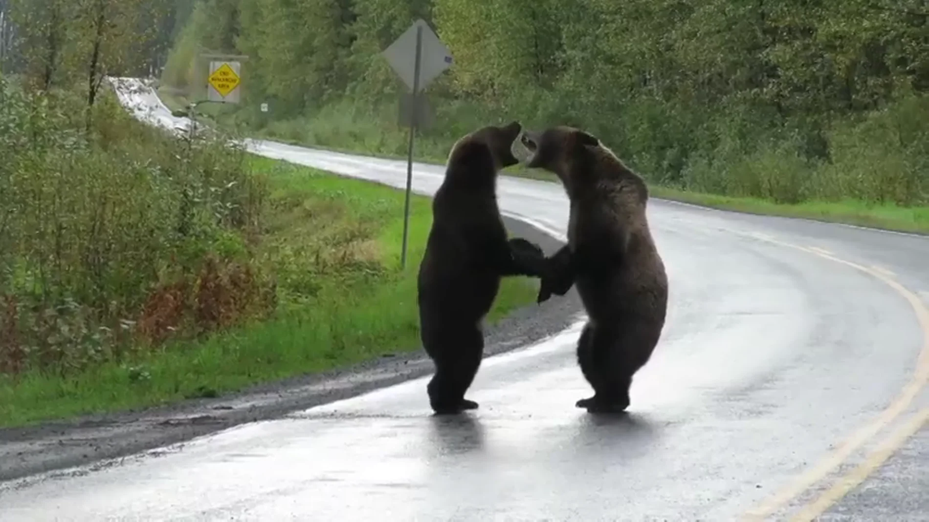Una conductora graba una brutal pelea entre dos osos grizzli en una carretera