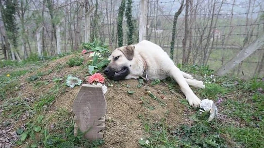 Imagen del perro que visita la tumba de su dueño desde hace cinco años Imagen del perro que visita la tumba de su dueño desde hace cinco años