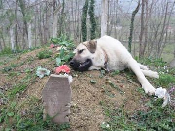 Imagen del perro que visita la tumba de su dueño desde hace cinco años Imagen del perro que visita la tumba de su dueño desde hace cinco años