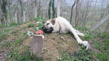 Imagen del perro que visita la tumba de su dueño desde hace cinco años