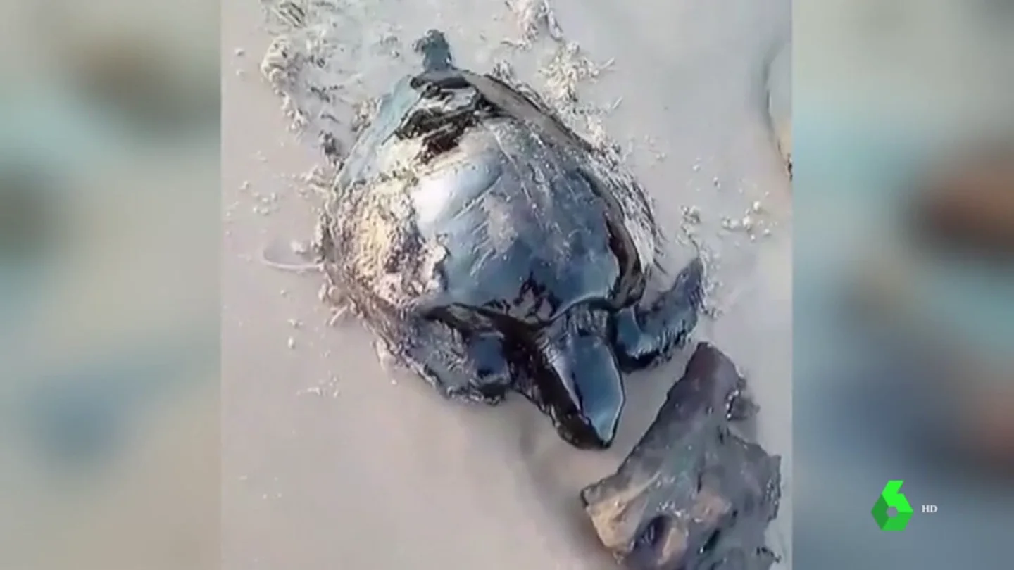 TORTUGAS TORTUGAS