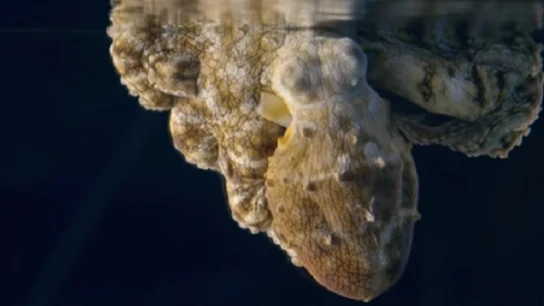 Imagen de un pulpo que cambia de color mientras duerme Imagen de un pulpo que cambia de color mientras duerme