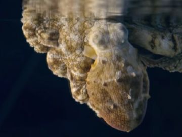 Imagen de un pulpo que cambia de color mientras duerme Imagen de un pulpo que cambia de color mientras duerme