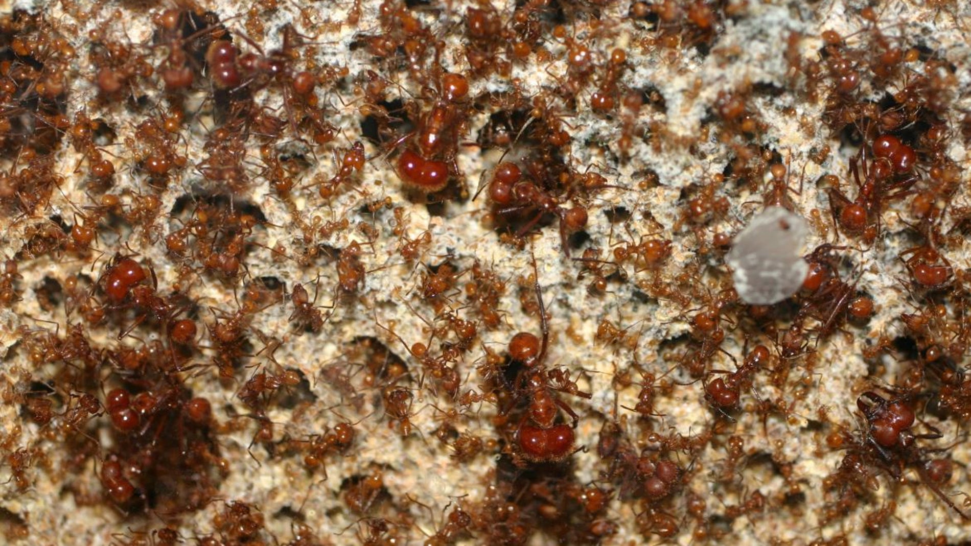 Estas hormigas podrian ayudar a resolver el problema de la resistencia a antibioticos