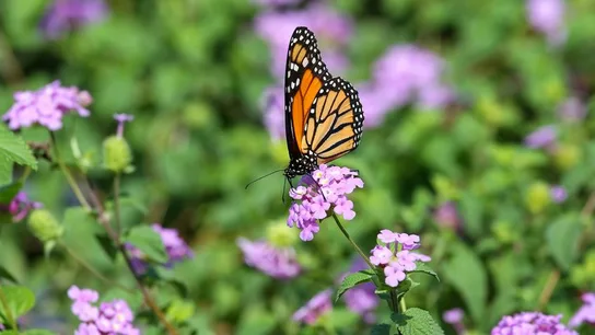 Plantas que atraen las mariposas HOGARMANÍA