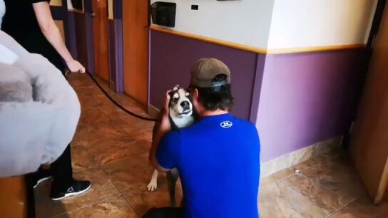 La intrahistoria del emotivo reencuentro entre un hombre y su perro cuatro a&ntilde;os despu&eacute;s de perderlo