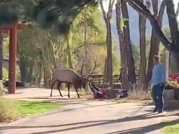 Un alce ataca a una mujer en un parque natural de Colorado Un alce ataca a una mujer en un parque natural de Colorado