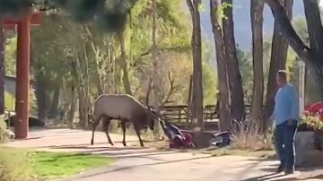 Un alce ataca a una mujer en un parque natural de Colorado