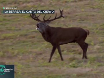 La berrea, el espectáculo salvaje del otoño: los ciervos 'cantan' y se enzarzan para cortejar a las hembras La berrea, el espectáculo salvaje del otoño: los ciervos 'cantan' y se enzarzan para cortejar a las hembras