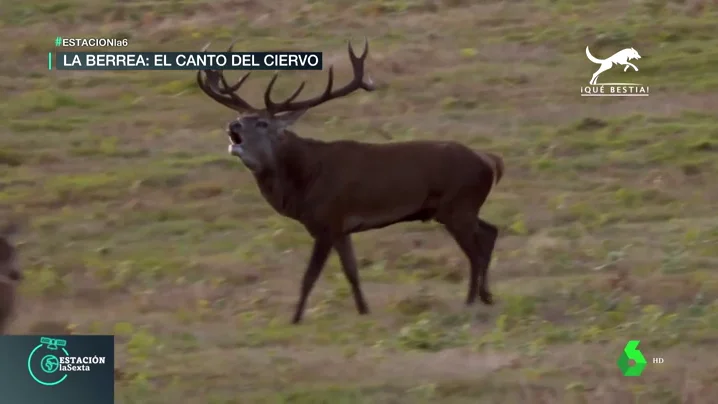 La berrea, el espectáculo salvaje del otoño: los ciervos 'cantan' y se enzarzan para cortejar a las hembras