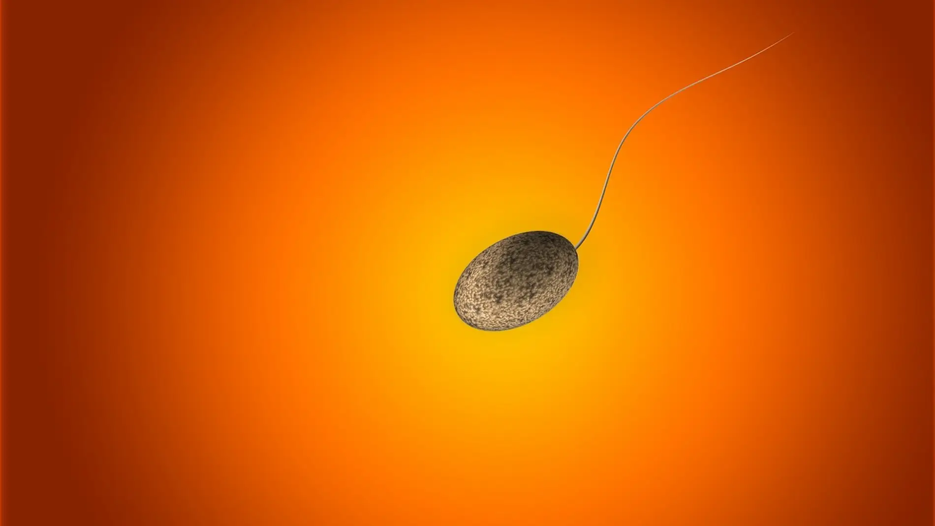 imagen que ilustra un espermatozoide