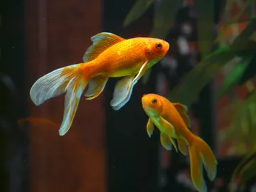 Peces Peces