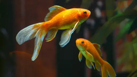 Peces Peces
