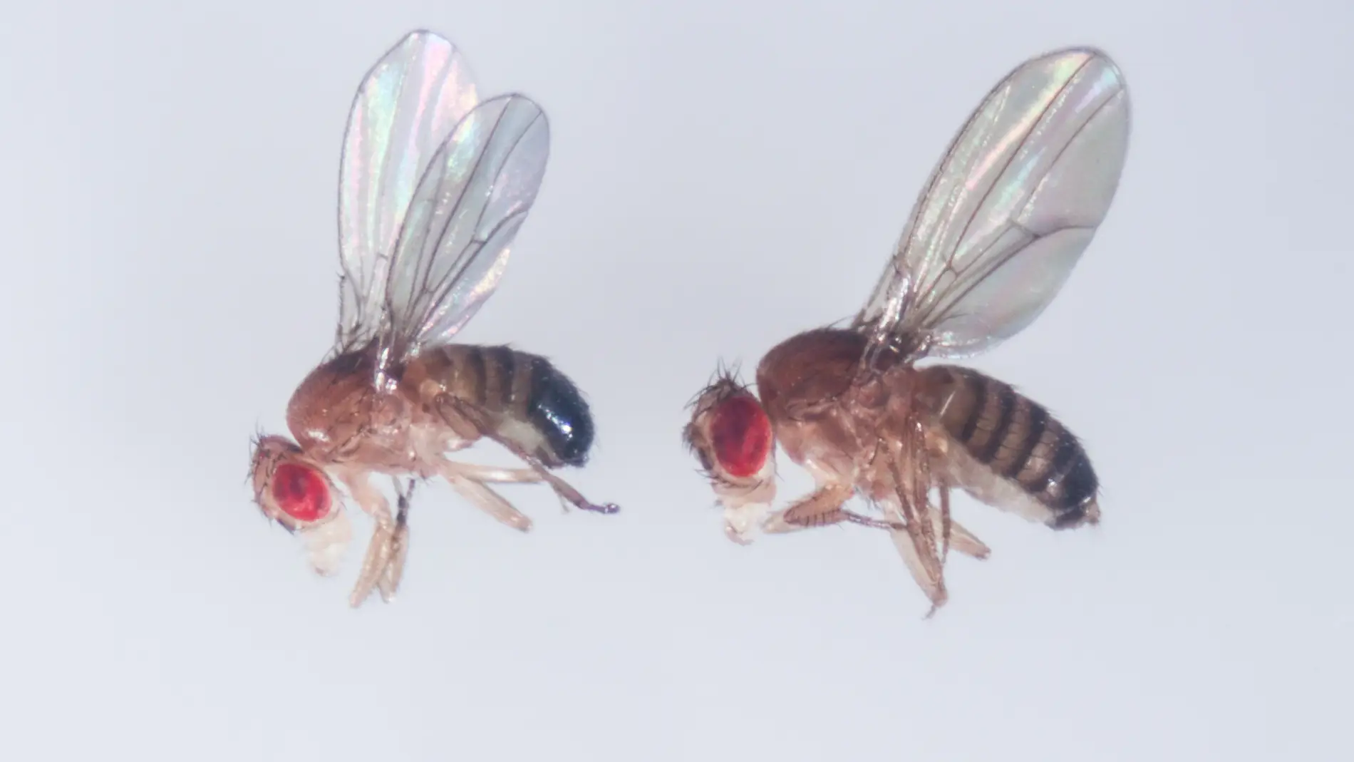 Crean con CRISPR supermoscas mutantes que hacen vomitar a cualquiera que las coma