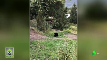 Un ciclista se encuentra con un oso y realiza un enorme salto para esquivarle