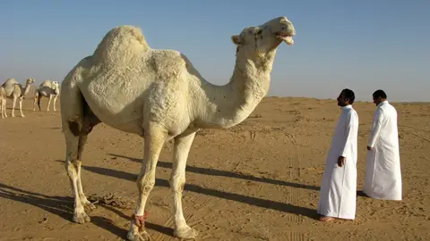 Arabia Saudí Arabia Saudí