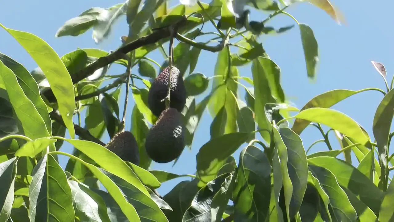 Aguacate, el oro verde; en Equipo de Investigación