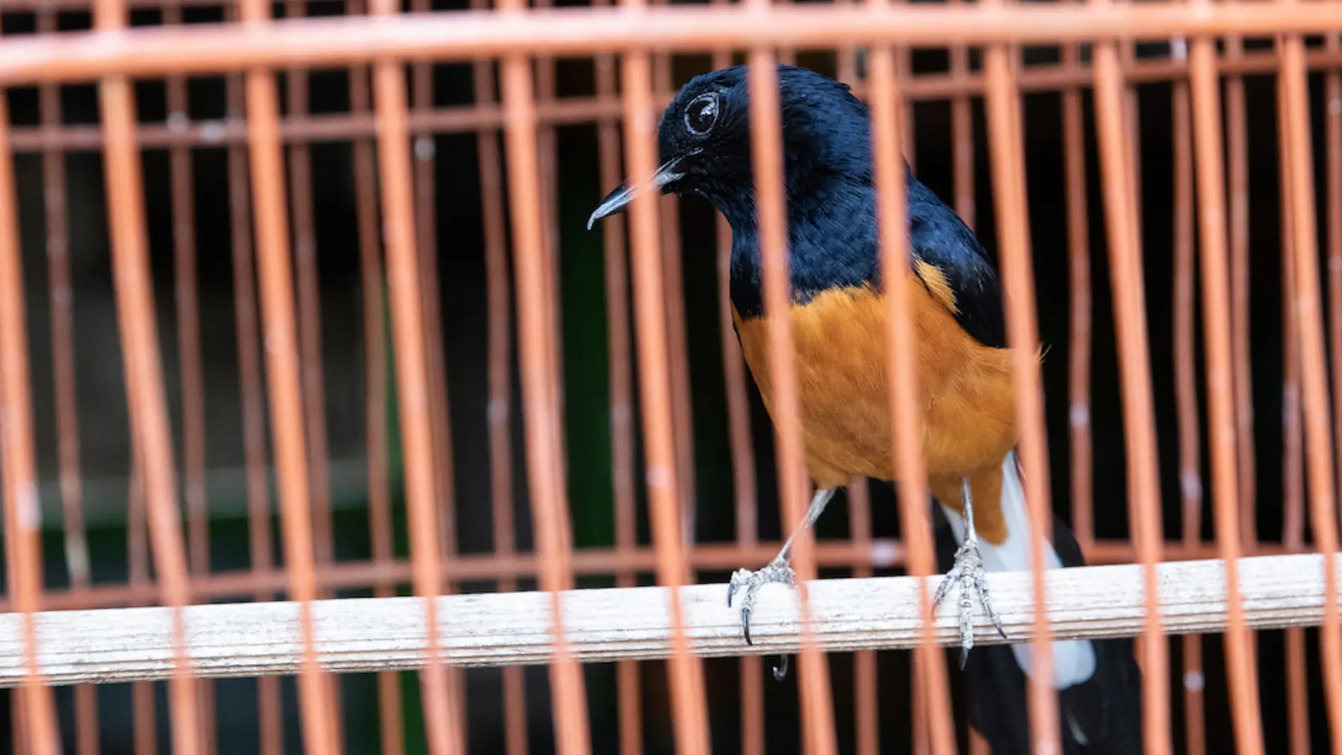 Una de cada cinco especies de vertebrados silvestres se comercializa en el mercado global