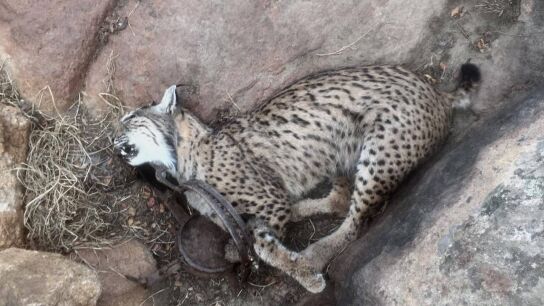 Imagen de un lince ib&eacute;rico atrapado en un cepo.