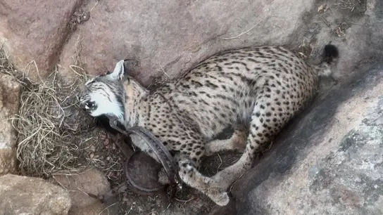 Imagen de un lince ibérico atrapado en un cepo. Imagen de un lince ibérico atrapado en un cepo.