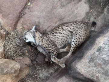 Imagen de un lince ibérico atrapado en un cepo. Imagen de un lince ibérico atrapado en un cepo.