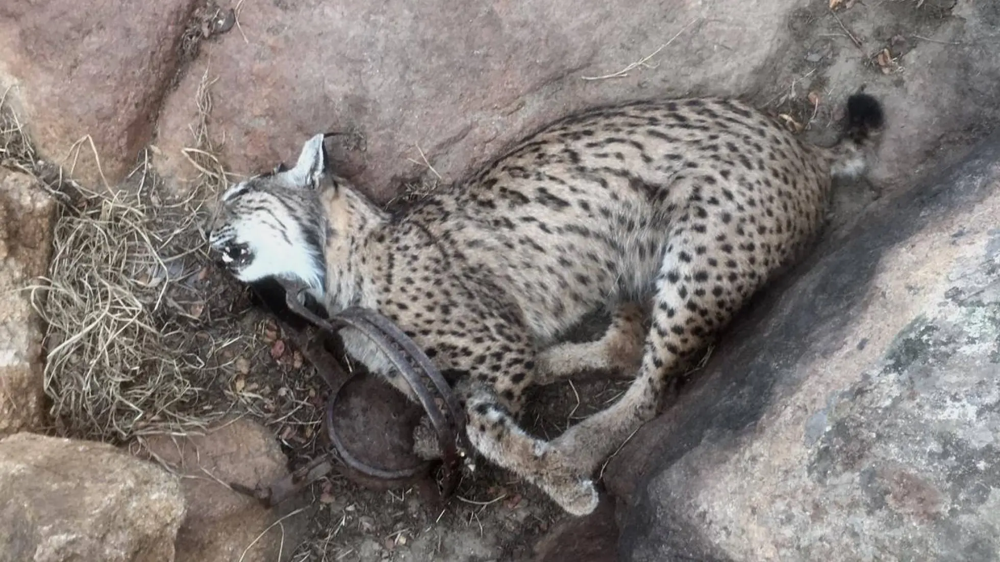 Imagen de un lince ibérico atrapado en un cepo.