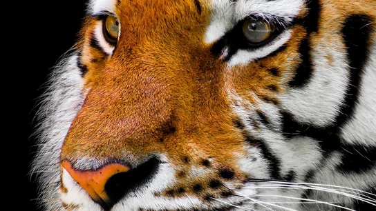 Tigre Tigre