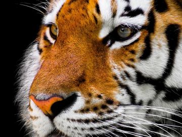 Tigre Tigre