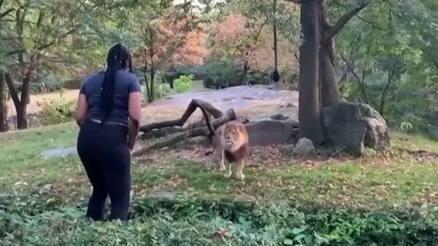 Una mujer se cuela en el hábitat de los leones del zoo y comienza a hacer muecas a un felino Una mujer se cuela en el hábitat de los leones del zoo y comienza a hacer muecas a un felino