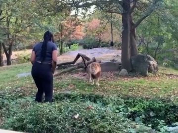 Una mujer se cuela en el hábitat de los leones del zoo y comienza a hacer muecas a un felino Una mujer se cuela en el hábitat de los leones del zoo y comienza a hacer muecas a un felino