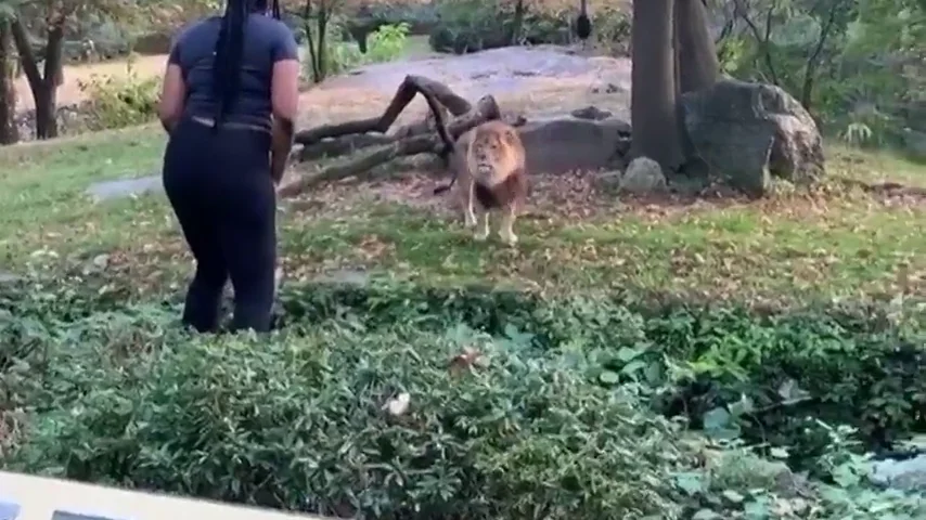 Una mujer se cuela en el hábitat de los leones del zoo y comienza a hacer muecas a un felino