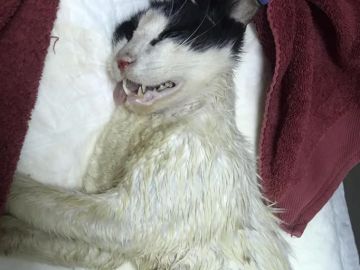 Imagen de un gato rociado con ácido en Bunyola -Mallorca- Imagen de un gato rociado con ácido en Bunyola -Mallorca-