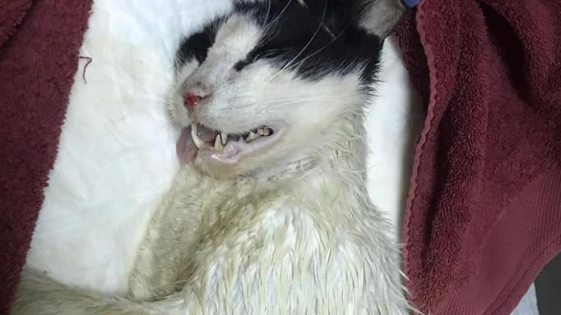 Imagen de un gato rociado con ácido en Bunyola -Mallorca-