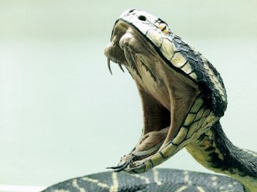 Serpiente cobra (Archivo) Serpiente cobra (Archivo)