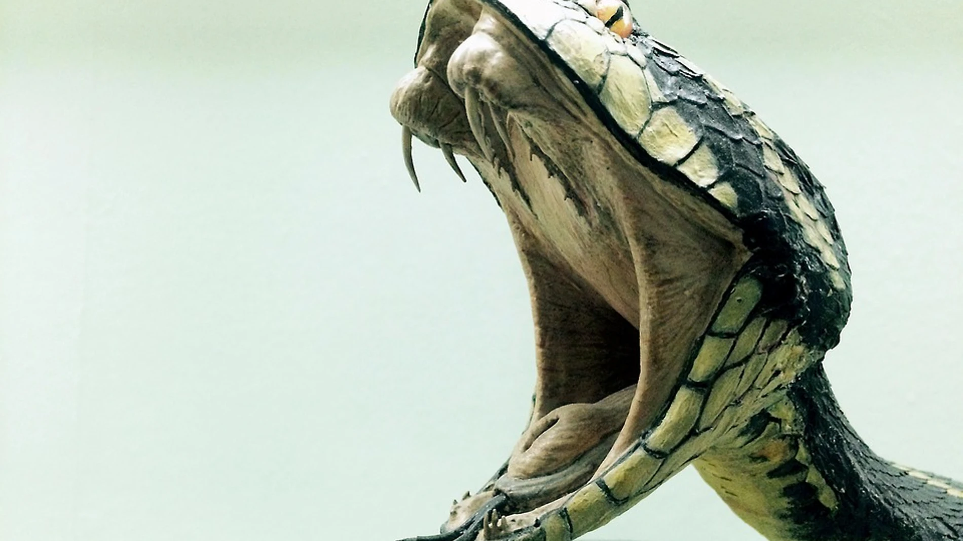 Consiguen reproducir el veneno de la serpiente en un laboratorio: estas son sus aplicaciones Consiguen reproducir el veneno de la serpiente en un laboratorio: estas son sus aplicaciones