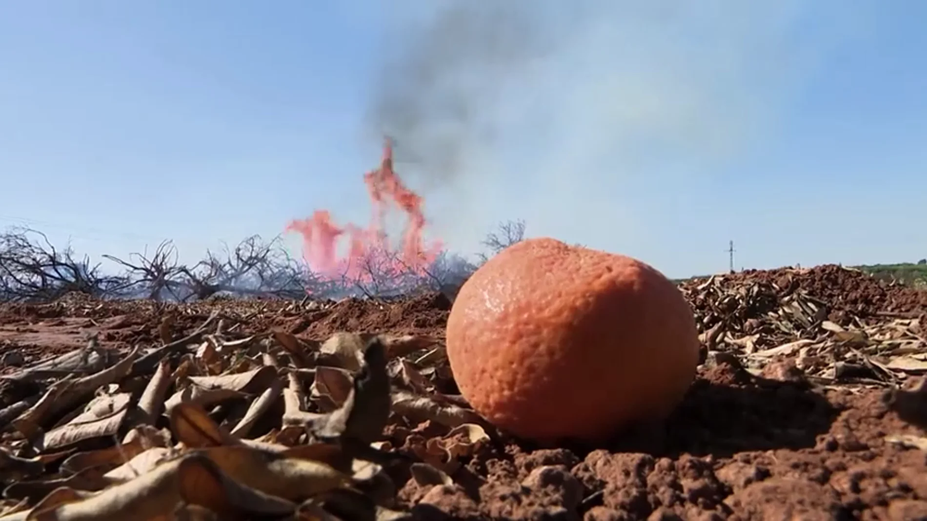 Valencia abandona la naranja: queman miles de árboles para plantar aguacate, el oro verde
