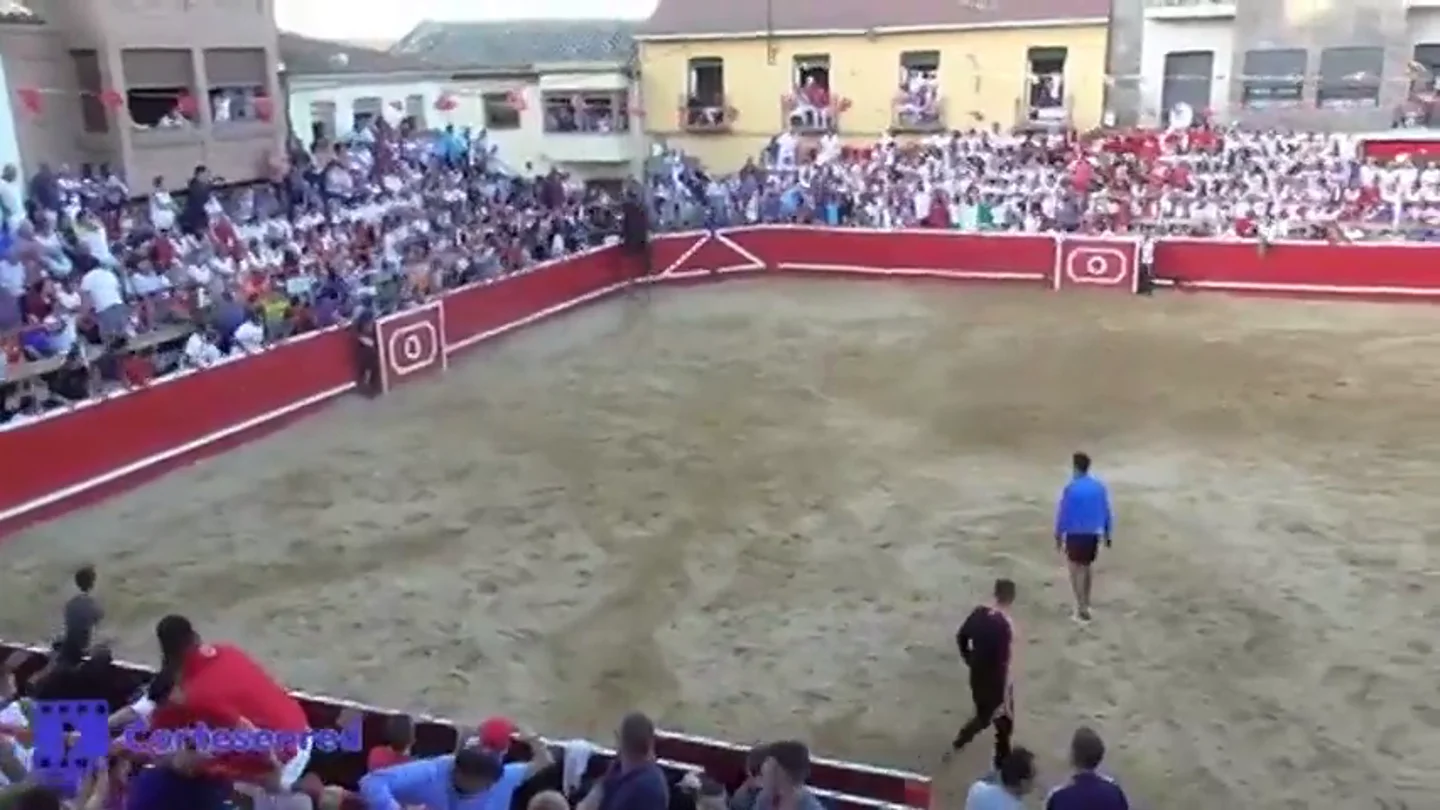 Un toro salta al callejón en Cortes, Navarra Un toro salta al callejón en Cortes, Navarra
