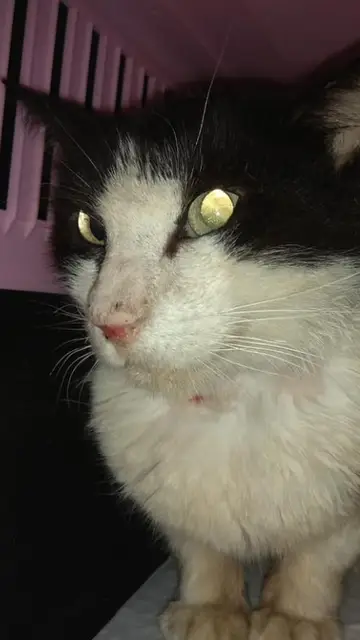 Imagen de la recuperación del gato Joan Imagen de la recuperación del gato Joan