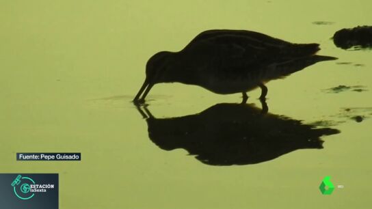 Una agachadiza com&uacute;n
