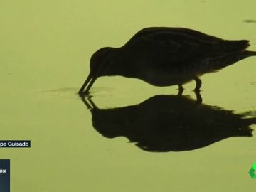 Una agachadiza común Una agachadiza común