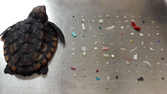 La tortuga fallecida La tortuga fallecida