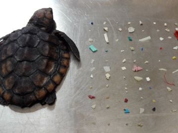 La tortuga fallecida La tortuga fallecida