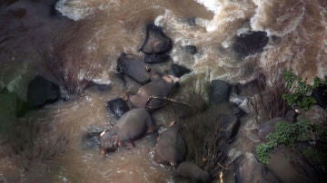 Imagen de los elefantes muertos al caer por una cascada
