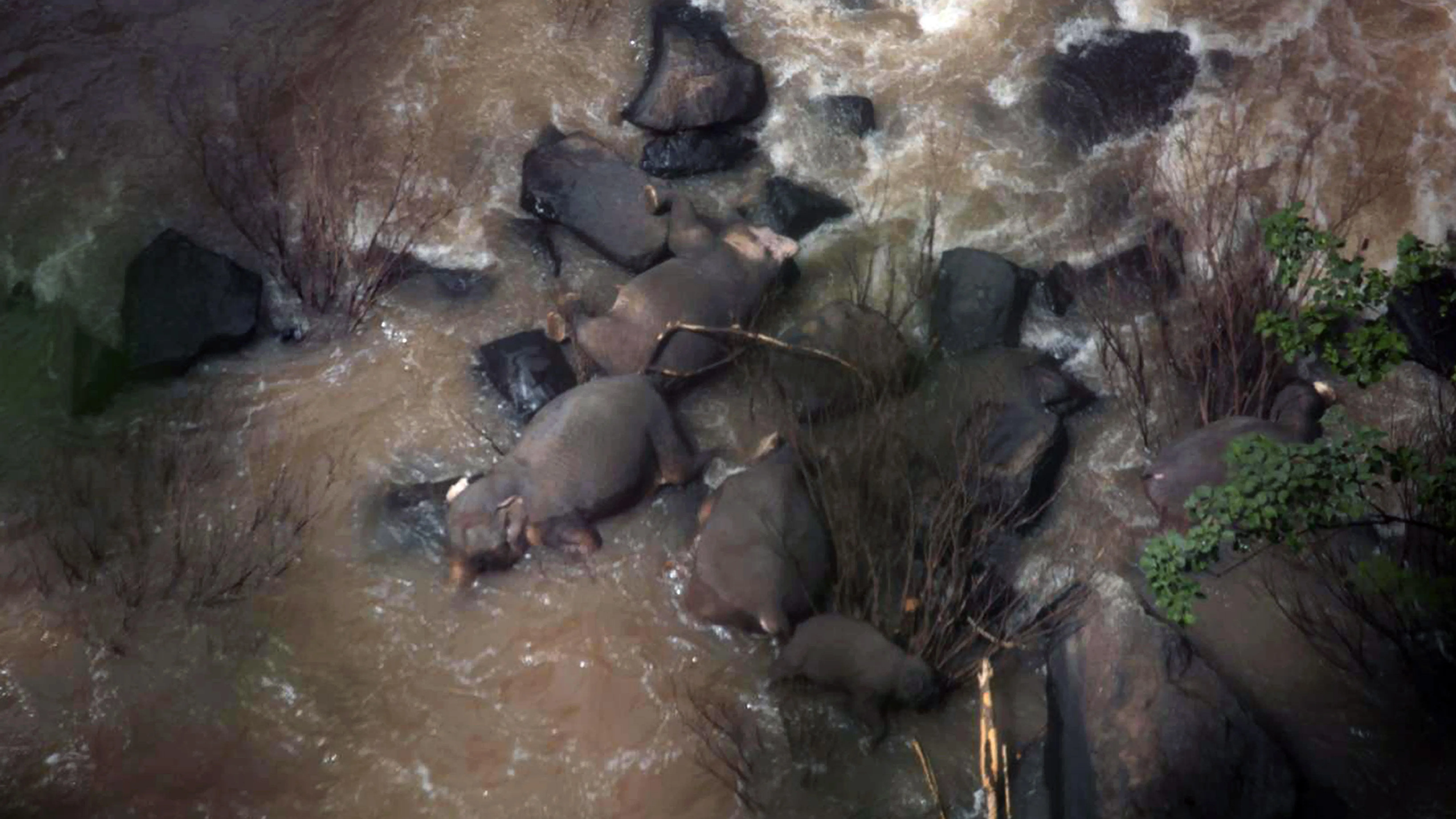 Imagen de los elefantes muertos al caer por una cascada