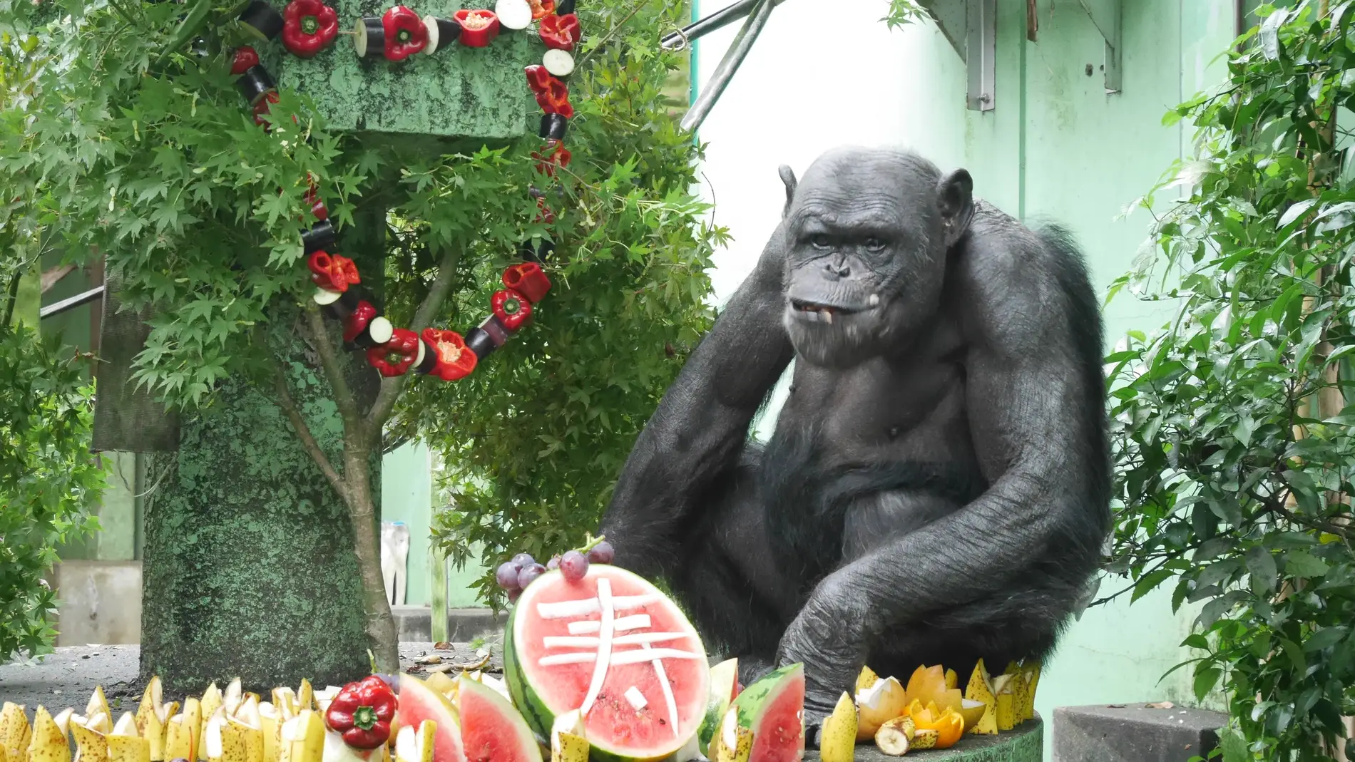 Cuantos anos puede vivir un chimpance